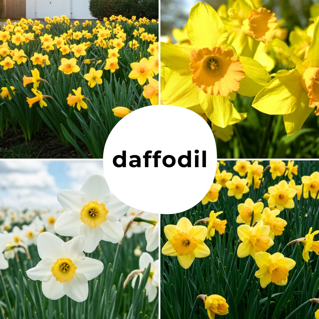Large Flowering Mix Daffodil Bulbs for Planting, Stunning Perennial Flower Bulbs, Borders, Garden, Landscaping, Bulb Size 12/14 cm, Large Flowering Daffs (25 Bulbs)