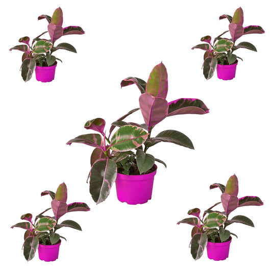 5 Pack Ficus Elastica 'Ruby Pink' in 6in Pot - Live Plants Tropical Houseplants | Variegated | USA Growers | The Snobby Leaf