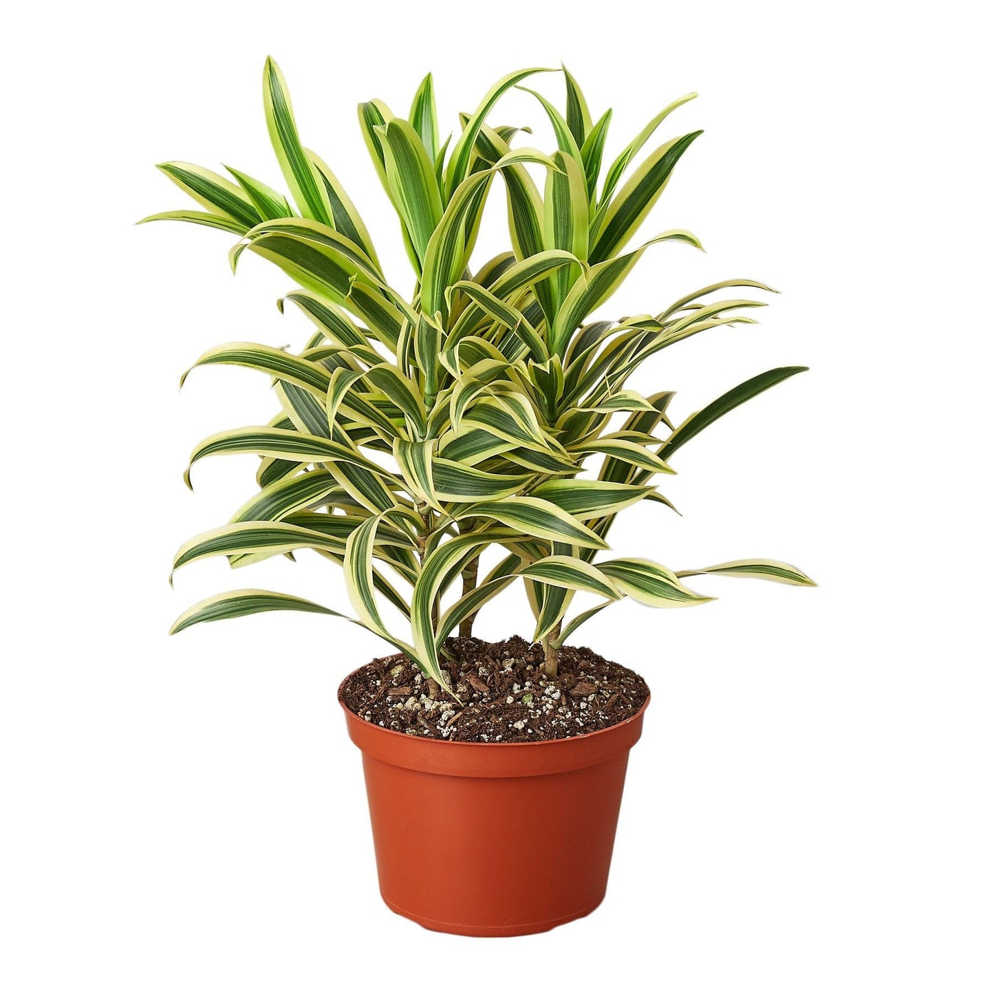 6 Pack Dracaena 'Song of India' in 6in Pot - Live Plants Tropical Houseplants | Variegated | USA Growers | The Snobby Leaf