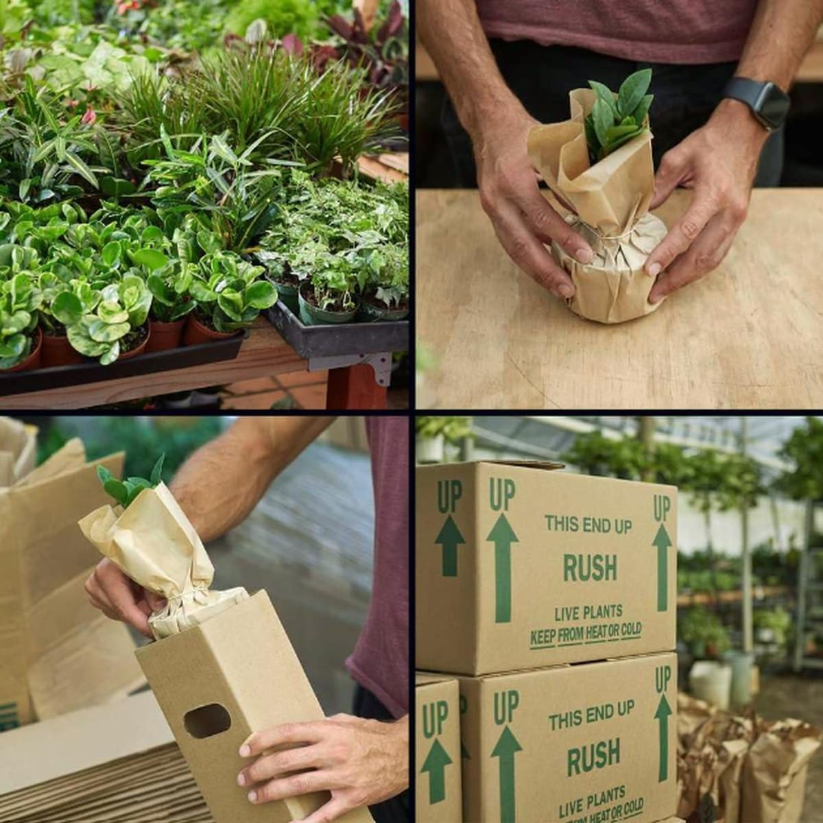 Alocasia 'Red Secret' | Live Plant for Indoor & Outdoor | for Living Room, Office, Bathroom | (4" Pot)