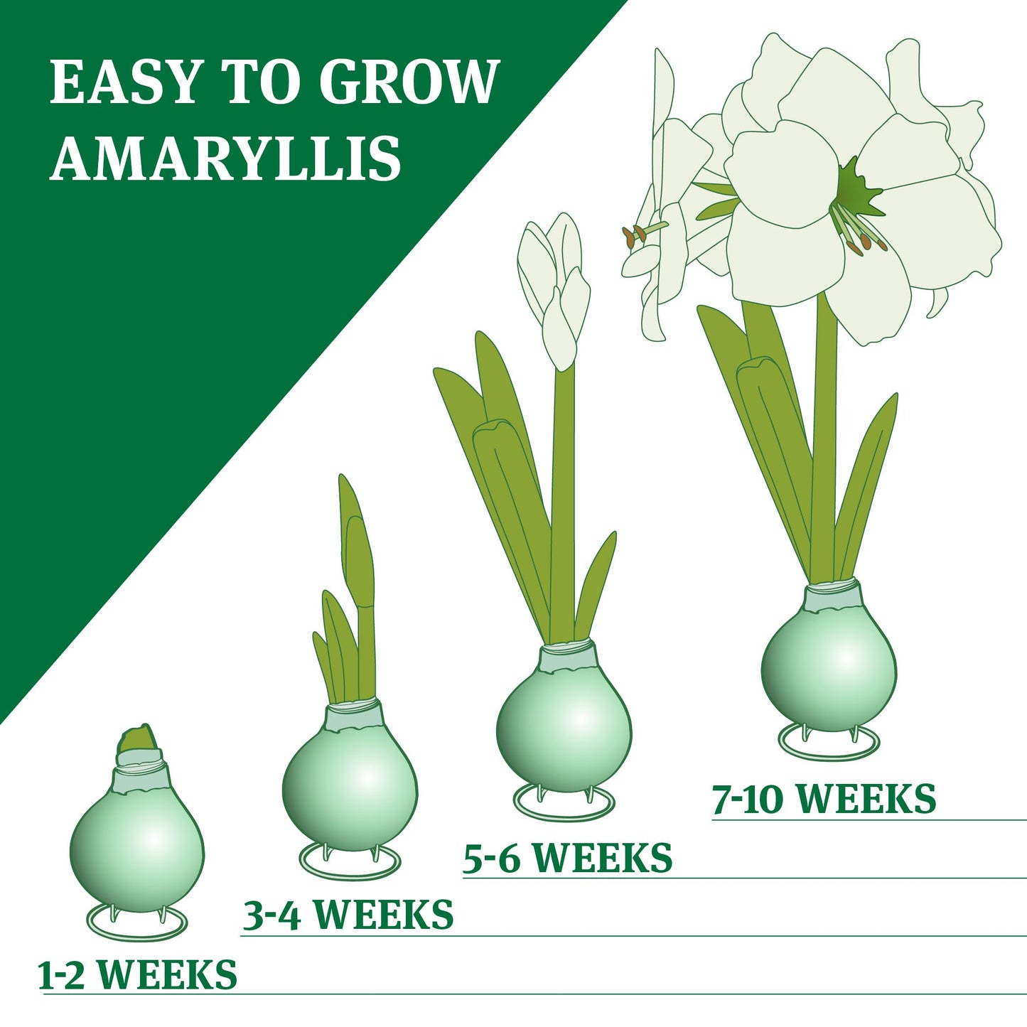 Pink Petals Waxed Amaryllis Flower Bulb with Stand, Grow Real Blooming Indoor Spring Flowers, No Water Needed