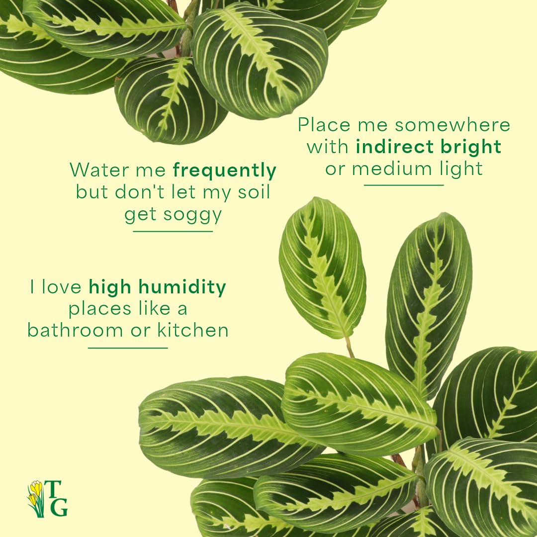 Thorsen's Greenhouse Lemon Lime Prayer Plant, Live Indoor Plant, Pet Friendly, Attractive Houseplant, Lemon Maranta, Natural Air Purifier, Easy to Grow, 4" Diameter Pot, White
