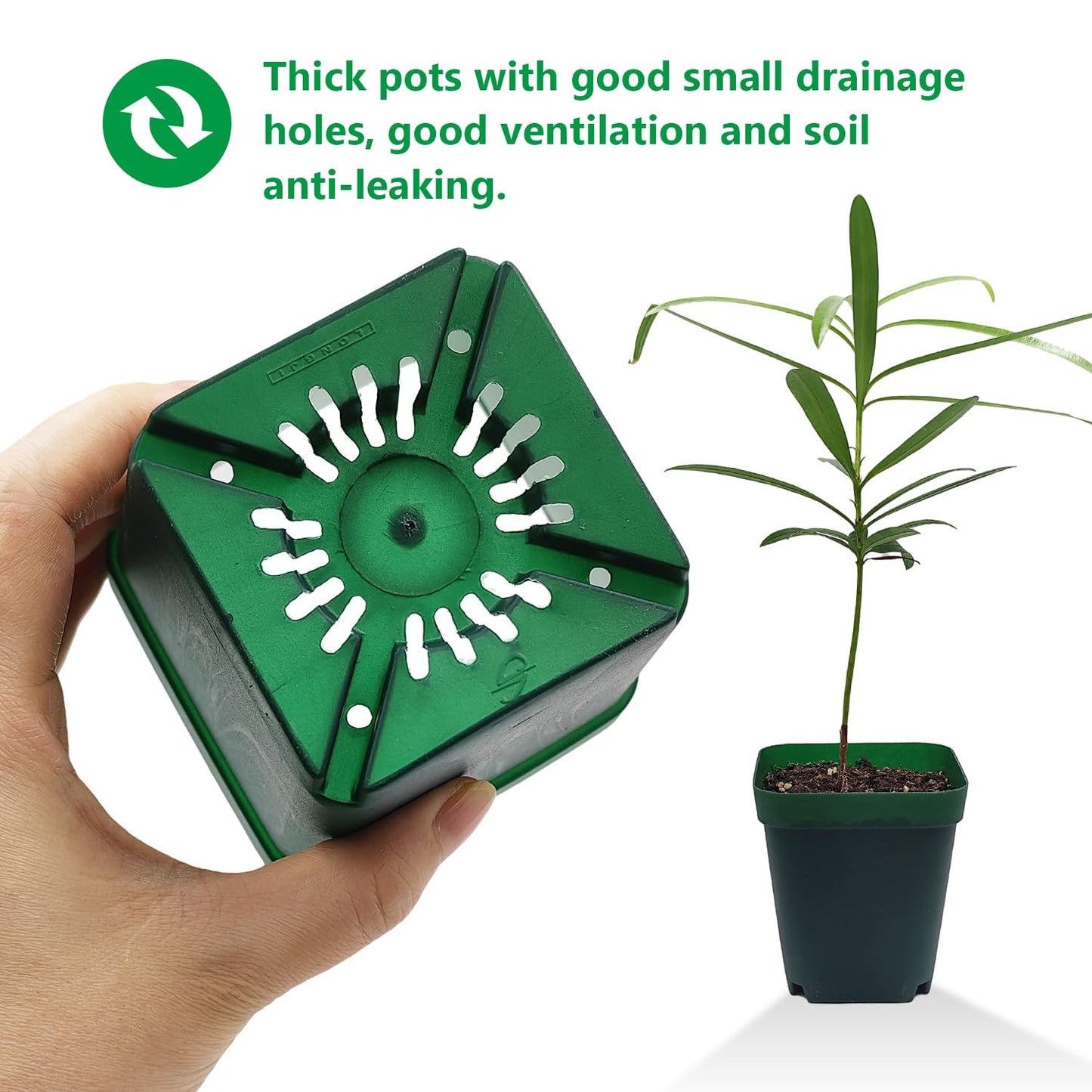 RooTrimmer Square Nursery Succulent Pots 4 Inches 60 Pcs Deep Flower Plant Nursery Seedling Grow Pots Plastic with Drainage (Green, 4Inches, 60Pcs)