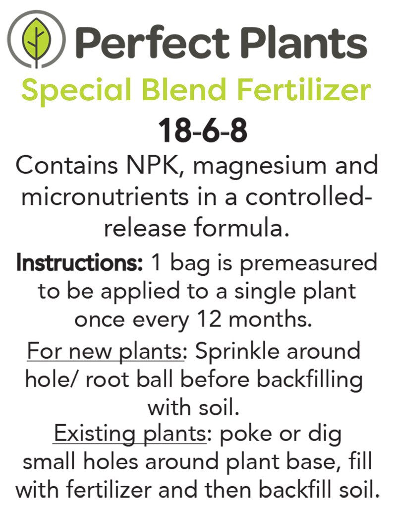 Needlepoint Holly - Size: 1 Gallon, Live Plant, Includes Special Blend Fertilizer & Planting Guide