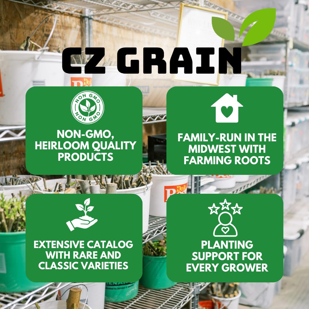 Apple, Plum & Pear Trees (3-Pack) – Dwarf Fruit Trees, Easy Grow Backyard Orchard Starter Kit (6 Pack - 2 of Each)