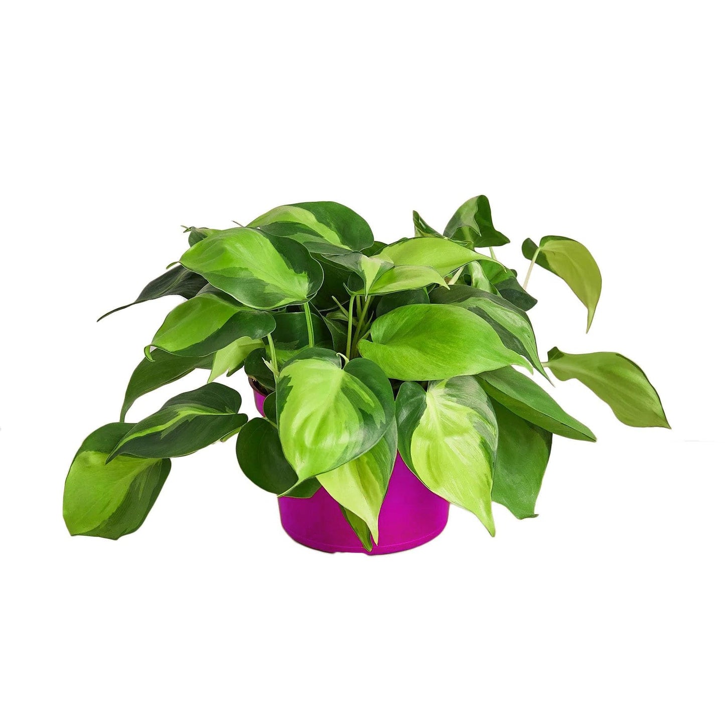 3 Pack Philodendron 'Brasil' in 4in Pot - Live Tropical Houseplant - Easy to Grow | Air Purifying | Variegated | USA Growers | The Snobby Leaf