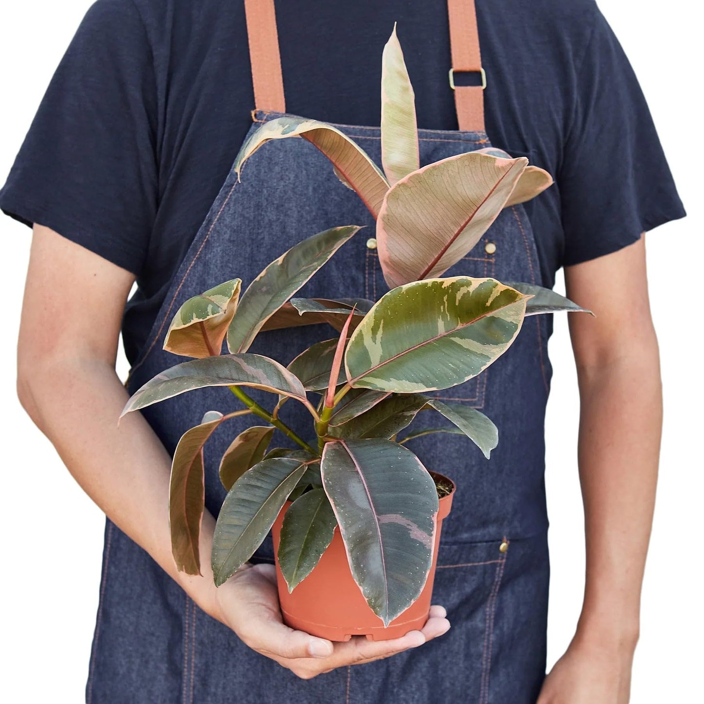 5 Pack Ficus Elastica 'Ruby Pink' in 6in Pot - Live Plants Tropical Houseplants | Variegated | USA Growers | The Snobby Leaf