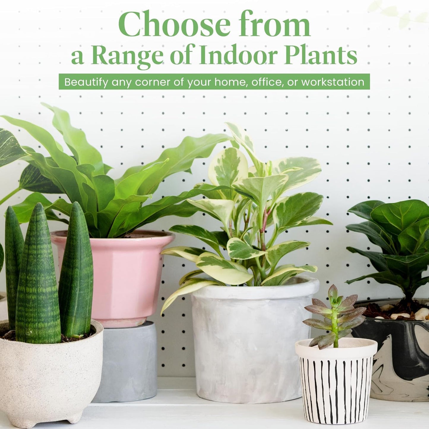 American Plant Exchange Burgundy Rubber Tree – 6-Inch with Pot – Live Easy Care Ficus Elastica Houseplant, Air Purifying Indoor Tree for Home, Office, Patio, or Housewarming Gift