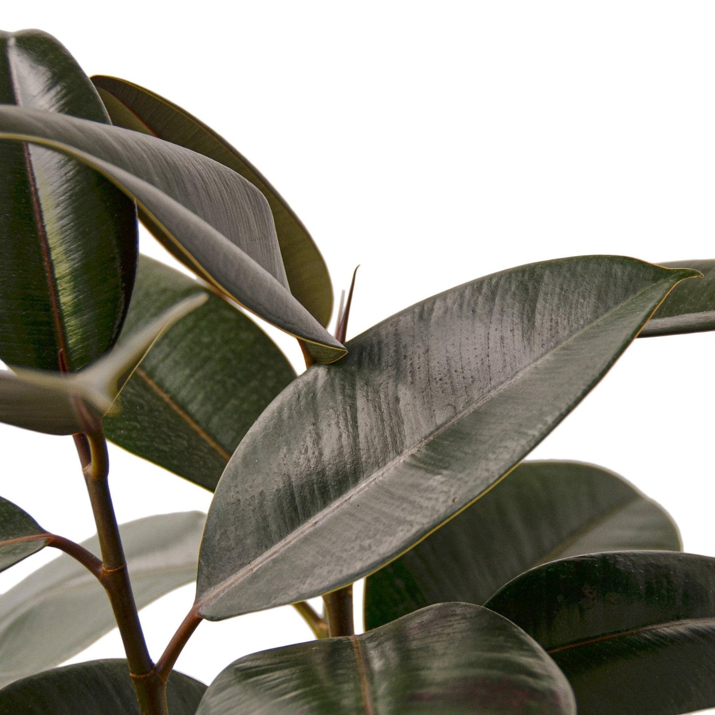 6 Pack Ficus Elastica 'Burgundy' in 4in Pot - Live Plants Tropical Houseplants | Variegated | USA Growers | The Snobby Leaf