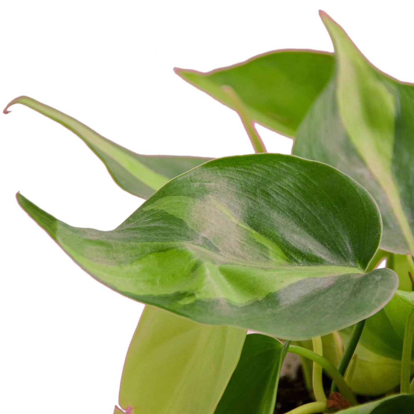 3 Pack Philodendron 'Brasil' in 3in Pot - Live Tropical Houseplant - Easy to Grow | Air Purifying | Variegated | USA Growers | The Snobby Leaf