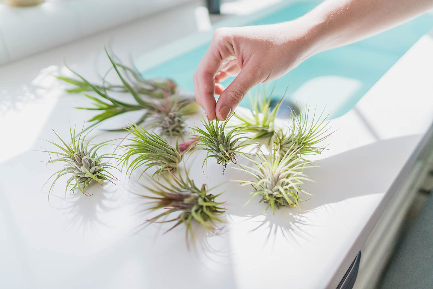 Air Plants Bulbosa Guatemala - Live Succulent House Plants - Available in Wholesale and Bulk - Home and Garden Decor - Easy Care Indoor/Outdoor Air Plant (Pack of 3)