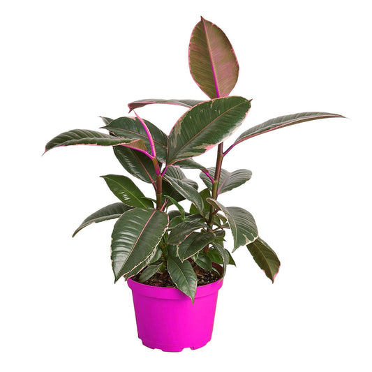 8 Pack Ficus Elastica 'Tineke' - 6" Pot in 6in Pot - Live Tropical Houseplant - Easy to Grow | Air Purifying | Variegated | USA Growers | The Snobby Leaf