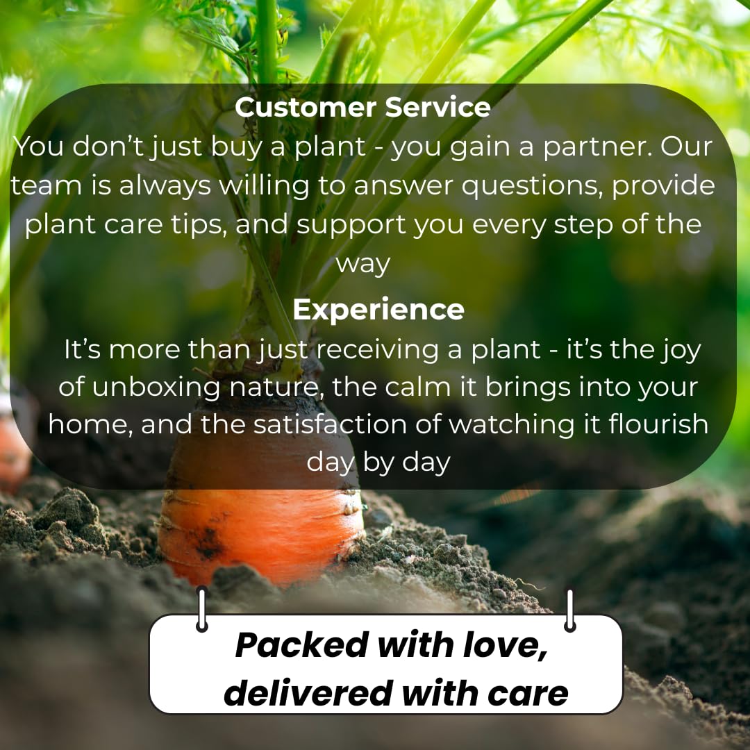 String of Hearts Plant Live | Different Houseplants in 6 Inch Pot | Fast-Growing Trailing Houseplant | Suitable for Home & Office Decor | Fully Rooted Trailing Houseplant for Indoor Décor & Easy Care