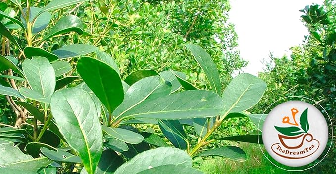 Yerba Mate Tea - Green Cut & Sifted - Unsmoked Energy Boost - 4 oz Loose Tea - Packed with Nutrients - Your Perfect Coffee Replacement