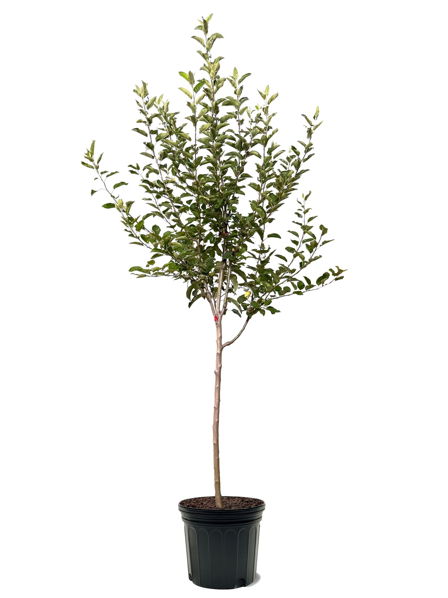 American Plant Exchange Apple Tree 'Red Delicious' – Live Fruit-Bearing Plant, 7-Gallon Pot, Cold Hardy, Sweet Edible Apples for Outdoor Orchards and Landscapes