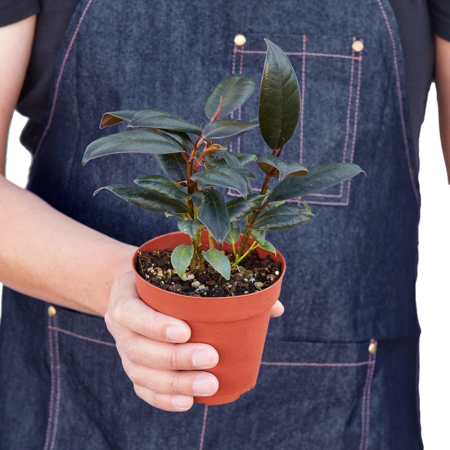 5 Pack Ficus Elastica 'Burgundy' in 4in Pot - Live Plants Tropical Houseplants | Variegated | USA Growers | The Snobby Leaf