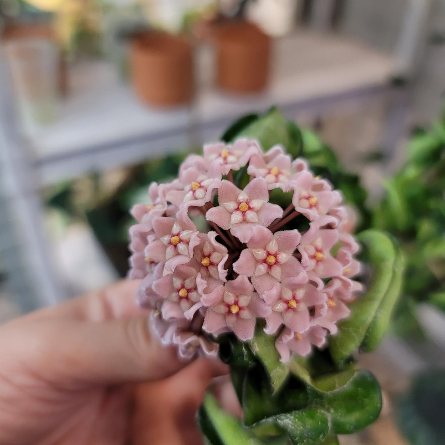 Hoya Compacta in 4" Pot aka Hoya Hindu Rope Plant or Hoya Krinkle Kurl - Hoya Plant Live Houseplants - Live Hoya Plant - Hoya Compacta Live Plant - Air Purifying Plant - Pet Friendly Plant