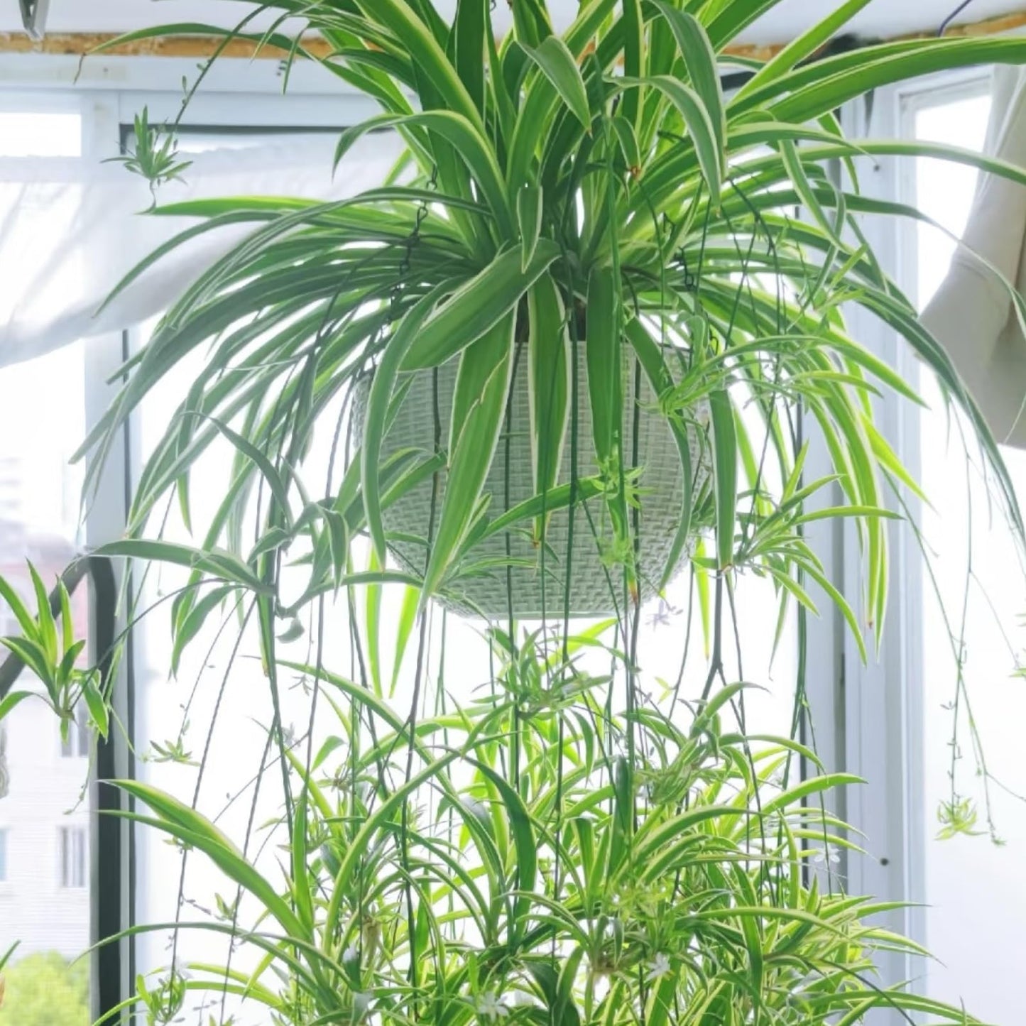 NYGardenia 3 Reverse Variegated Spider Plant Cuttings – Fast-Growing Indoor Houseplants – Easy to Grow Hanging Basket Greenery for Home or Office Décor