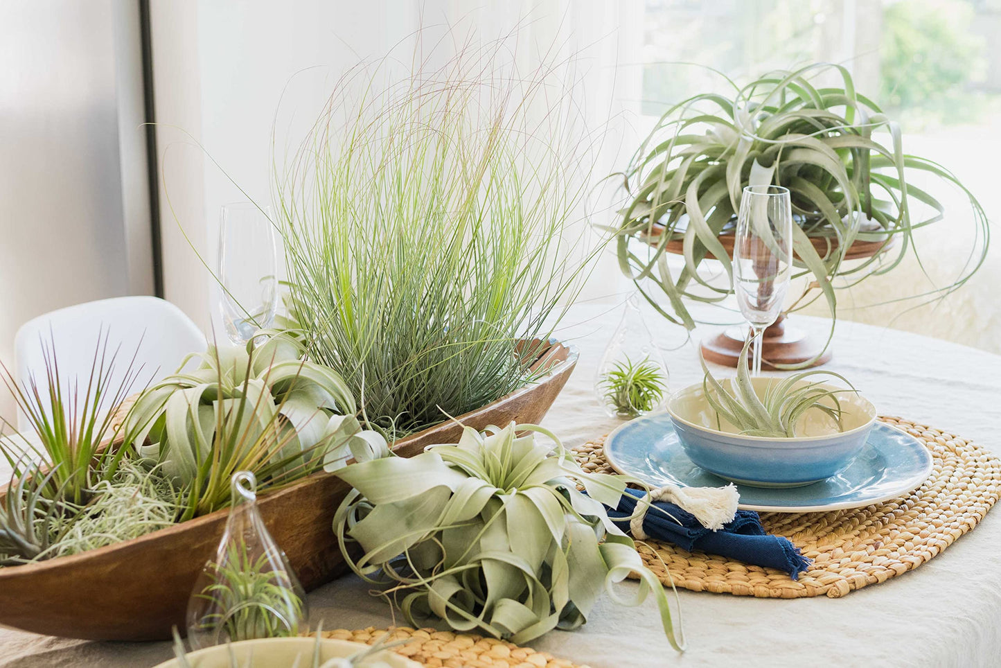 Air Plant Shop 12 Pack Tillandsia Jumbo Variety Pack Air Plants- Wholesale and Bulk - Succulents - Live Tillandsia - Easy Care Indoor and Outdoor House Plants
