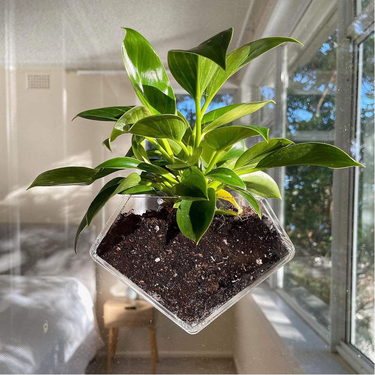 wdcfxy Transparent Acrylic Diamond Shape Suction Cup Window Planter, Ideal for Succulents, Cactus, Boxes or Indoor Herbs Pots, Home Decor Plant Holder or Kitchen