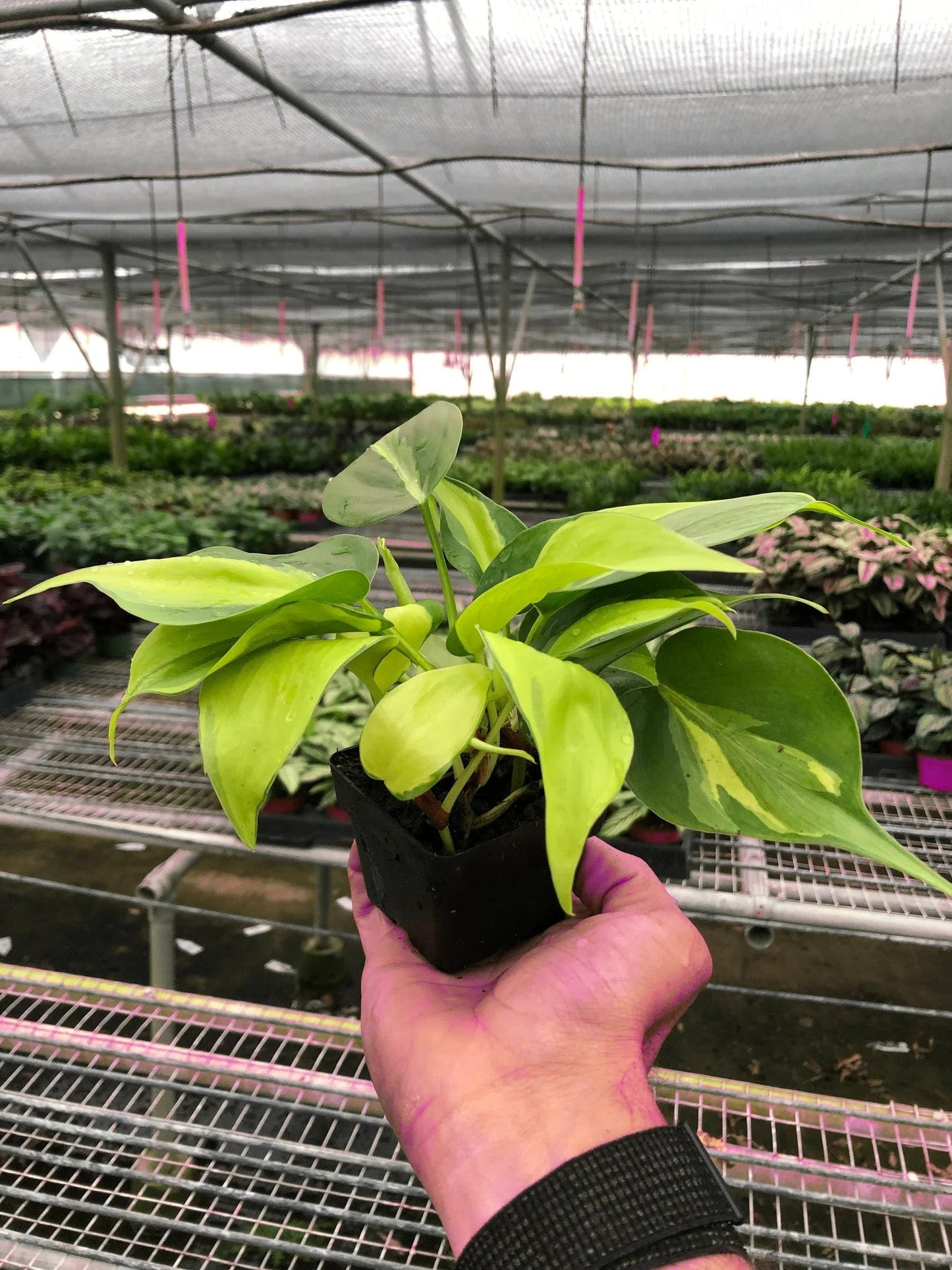Philodendron 'Brasil' in 4in Pot - Live Tropical Houseplant - Easy to Grow | Air Purifying | Variegated | USA Growers | The Snobby Leaf