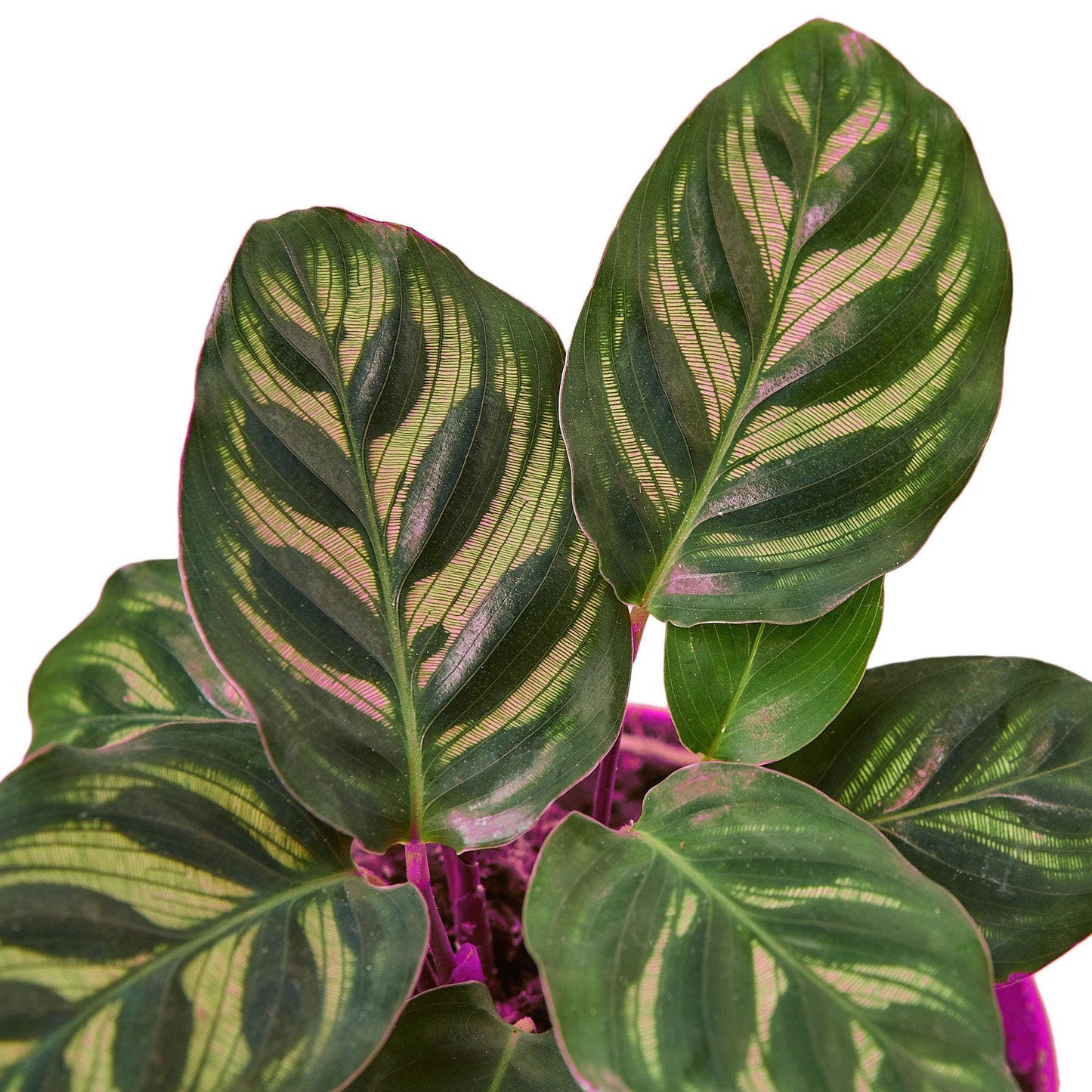 5 Pack Calathea 'Makoyana' in 4in Pot - Live Tropical Houseplant - Easy to Grow | Air Purifying | Pet Friendly | Variegated | USA Growers | The Snobby Leaf