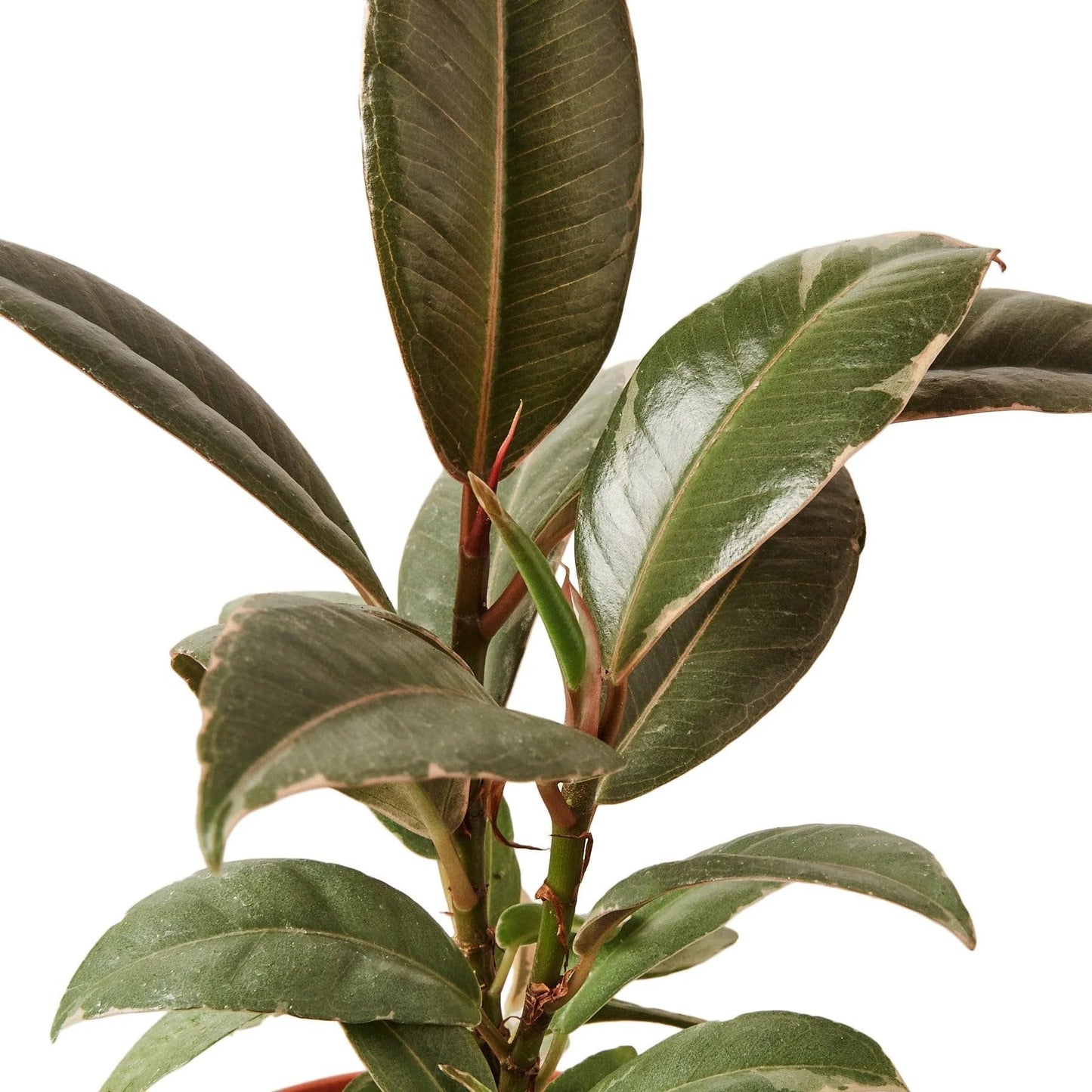 6 Pack Ficus Elastica 'Tineke' in 6in Pot - Live Plants Tropical Houseplants | Variegated | USA Growers | The Snobby Leaf