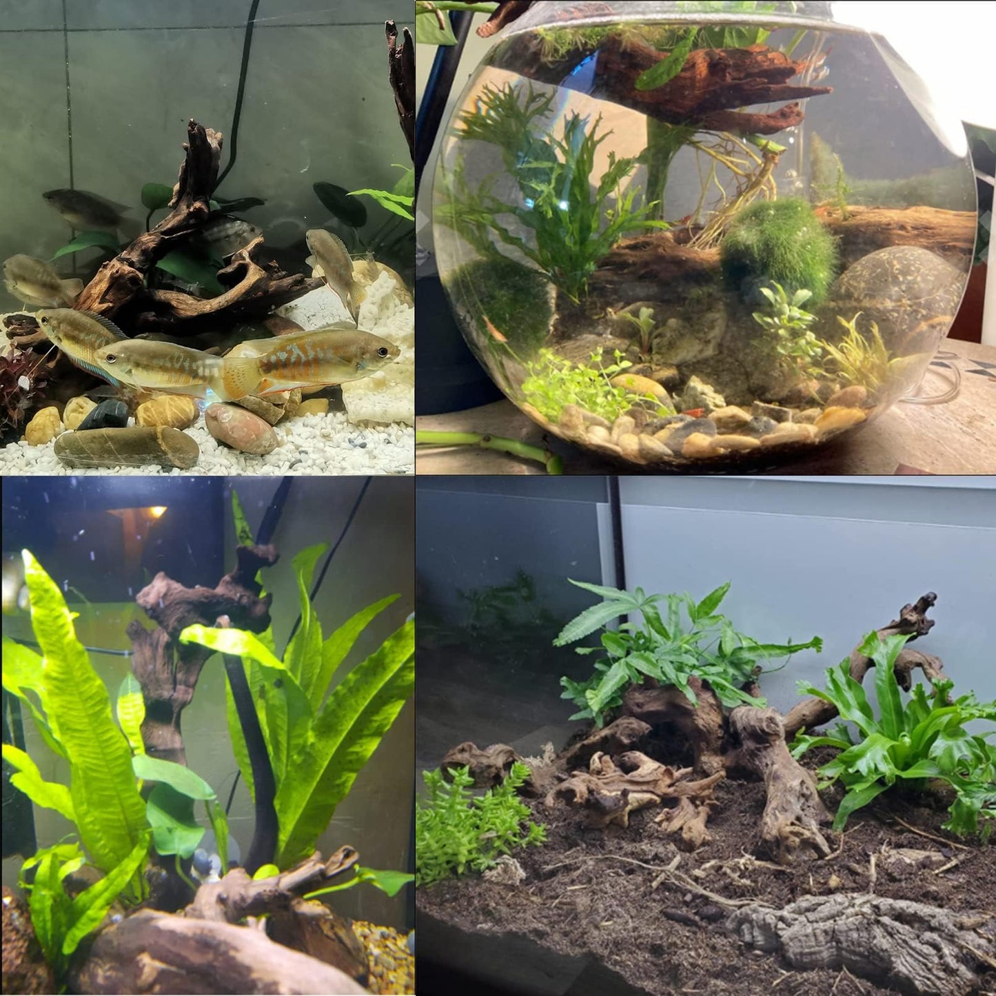 Tfwadmx 5PCS Aquarium Driftwood Branches 4''-7.8'' Reptiles Trunk Natural Wood Fish Tank Decoration Plant Stump Ornament Decor Assorted