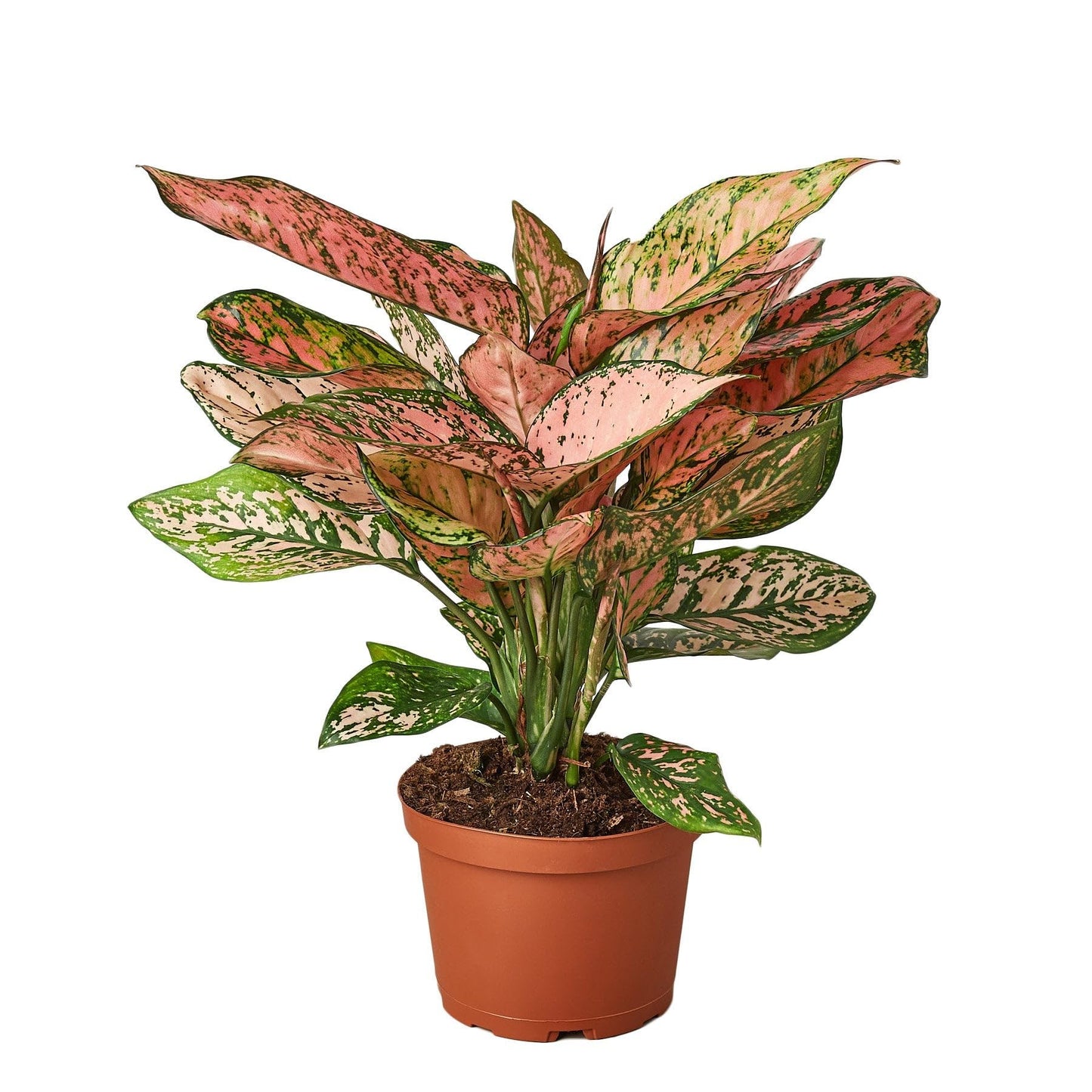 3 Pack Chinese Evergreen 'Lady Valentine' in 6in Pot - Live Plants Tropical Houseplants | Variegated | USA Growers | The Snobby Leaf