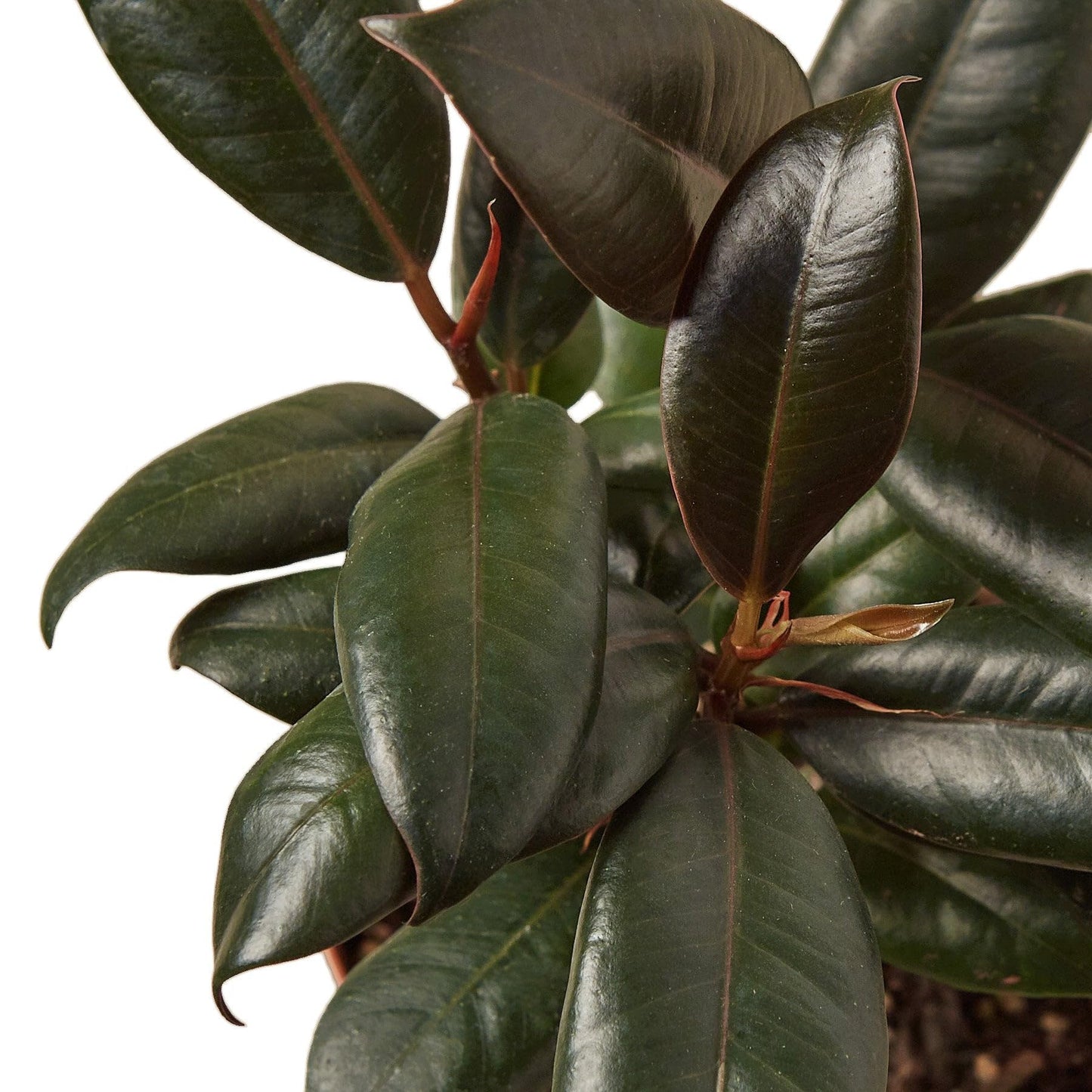 4 Pack Ficus Elastica 'Burgundy' in 4in Pot - Live Plants Tropical Houseplants | Variegated | USA Growers | The Snobby Leaf