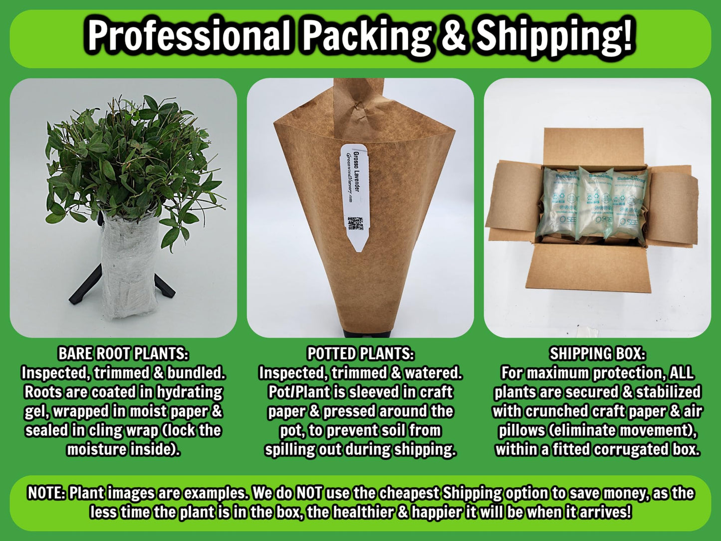 Greenwood Nursery: Live Trees - American Pillar Arborvitae Tree + Thuja Occidentalis - [Qty: 5X Quart Pots] - (Click for Other Available Plants/Quantities)