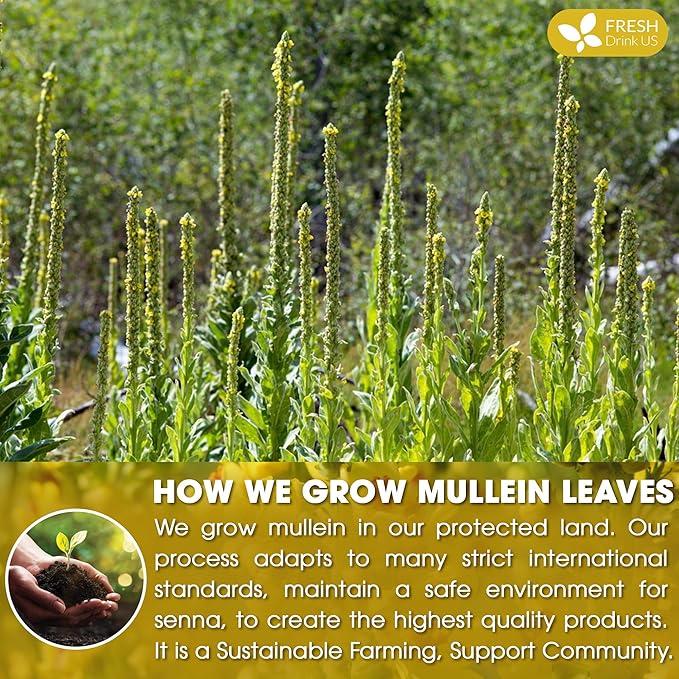 FreshDrinkUS, Premium 35 Mullein Leaf Tea Bags For Lung, 100% Natural & Pure from Mullein Leaves. Loose Leaf Mullein Herbal Tea. Made with Natural Material Tea Bags. No Sugar, No Caffeine, No Gluten, Vegan.