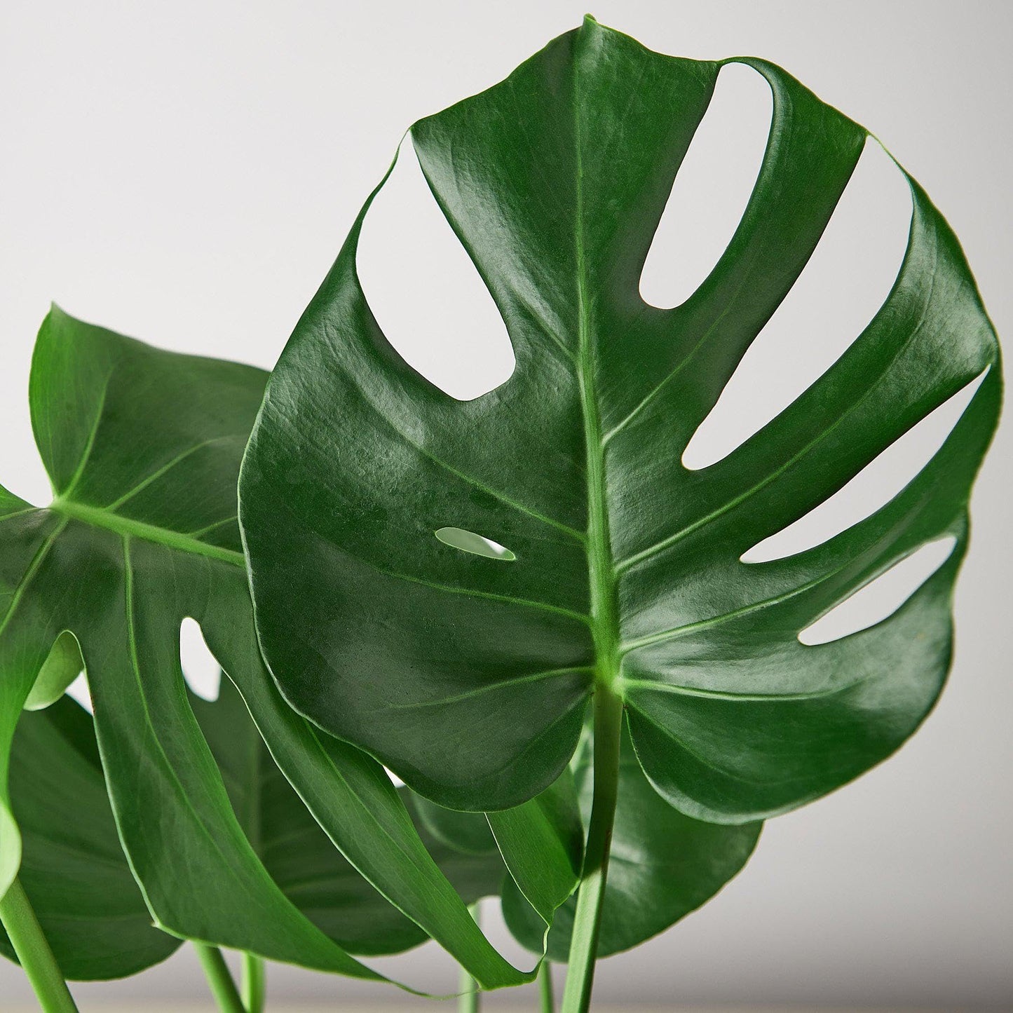 7 Pack Philodendron Monstera Split-Leaf in 6in Pot - Live Plants Tropical Houseplants | Variegated | USA Growers | The Snobby Leaf
