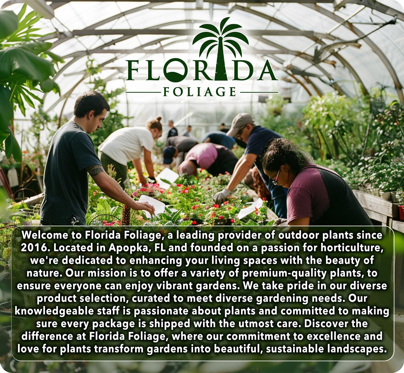 Berkman's Gold | 10 Live Plants | Thuja Orientalis | Evergreen Privacy Hedge, Fast Growing Conifer, Low Maintenance Landscaping, Ornamental Foliage, Year-Round Color, Dense Growth, Drought Tolerant