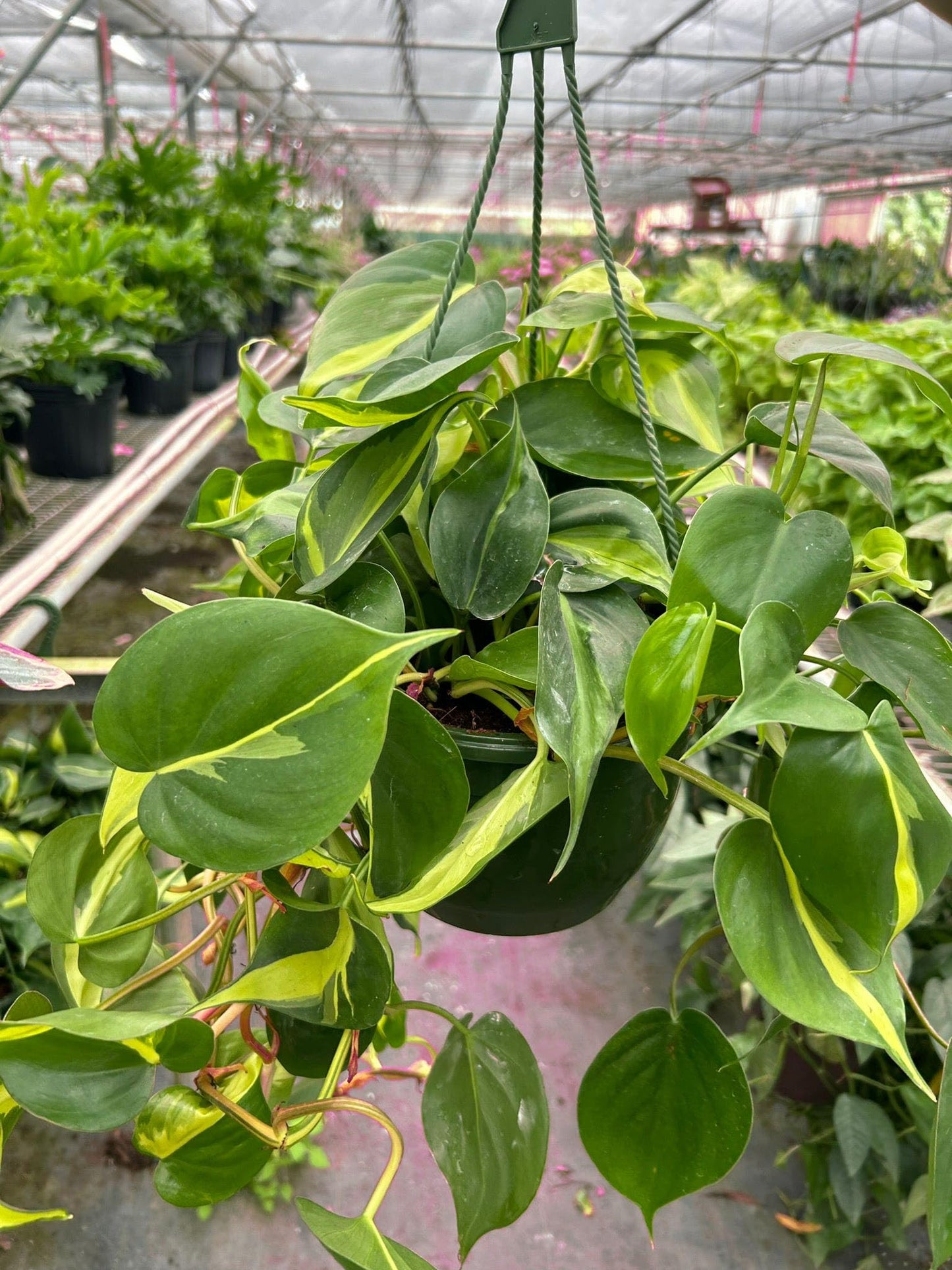 4 Pack Philodendron 'Brasil' in 3in Pot - Live Tropical Houseplant - Easy to Grow | Air Purifying | Variegated | USA Growers | The Snobby Leaf