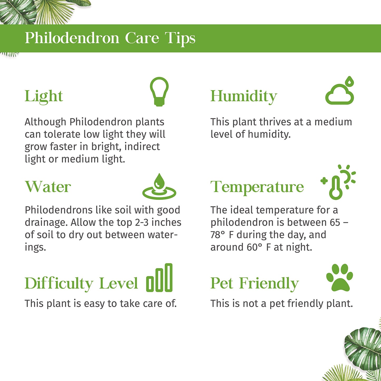Philodendron Moonlight Live Plant for Indoor | Different Houseplants in 4'' & 6'' Pot | Real House Plant for Living Room, Office, Desk & Bathroom | Moonlight