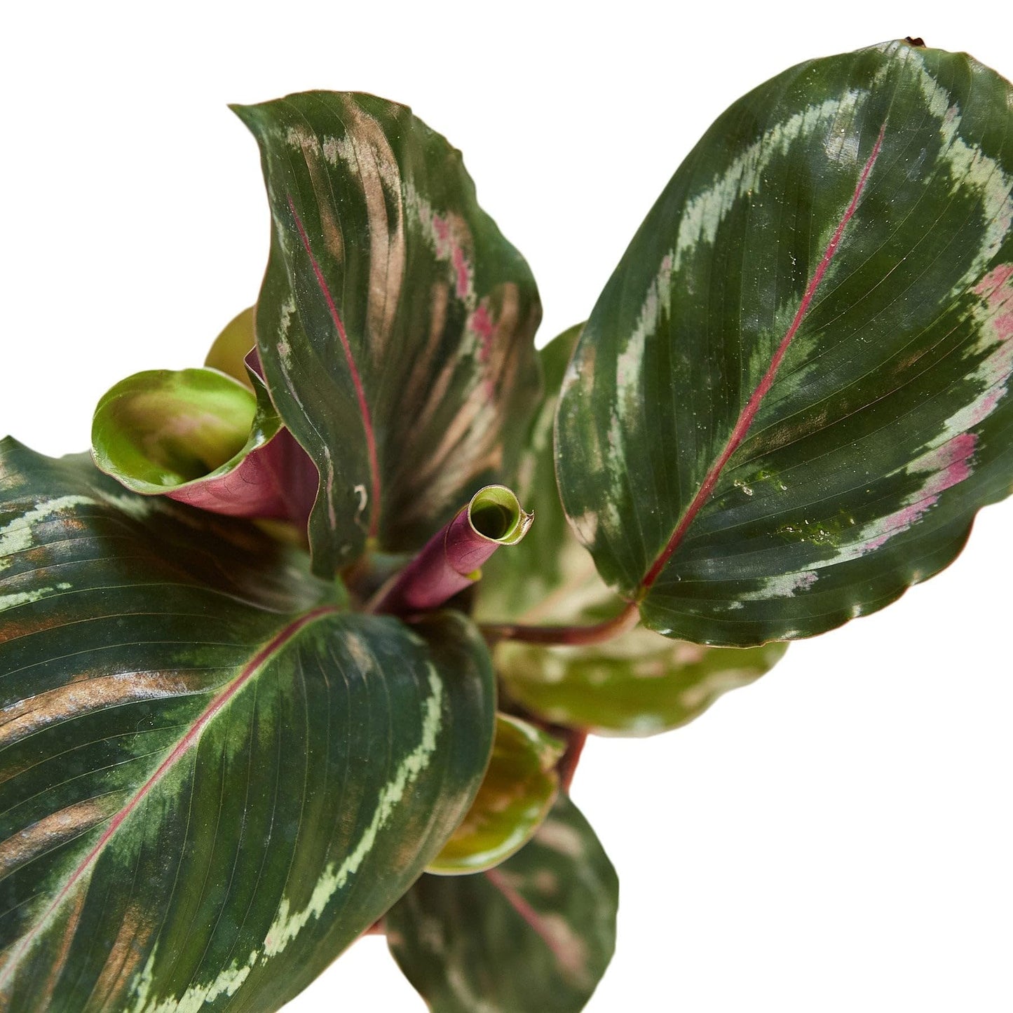 6 Pack Calathea Roseopicta 'Medallion' in 6in Pot - Live Plants Tropical Houseplants | Variegated | USA Growers | The Snobby Leaf
