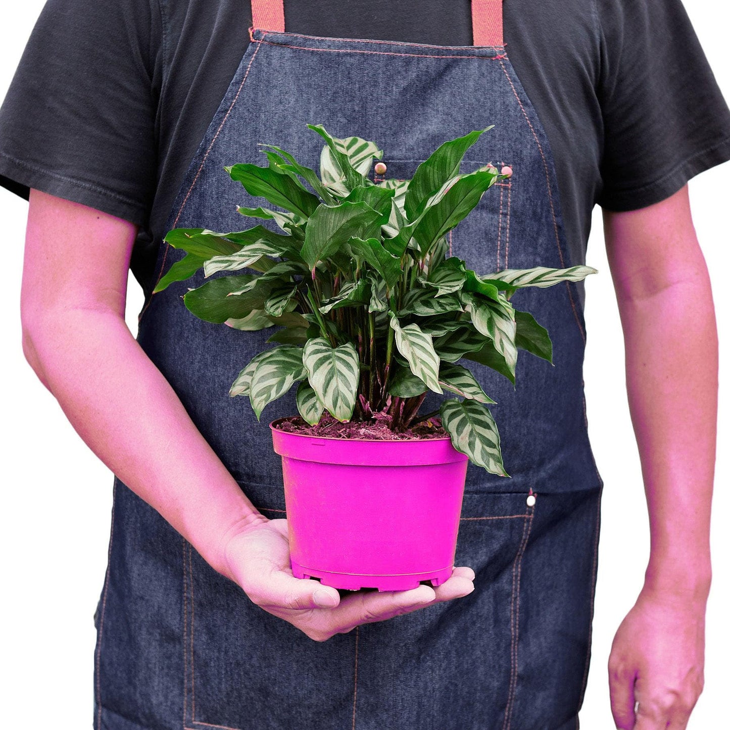 5 Pack Calathea Concinna 'Freddie' in 6in Pot - Live Tropical Houseplant - Easy to Grow | Air Purifying | Pet Friendly | Variegated | USA Growers | The Snobby Leaf