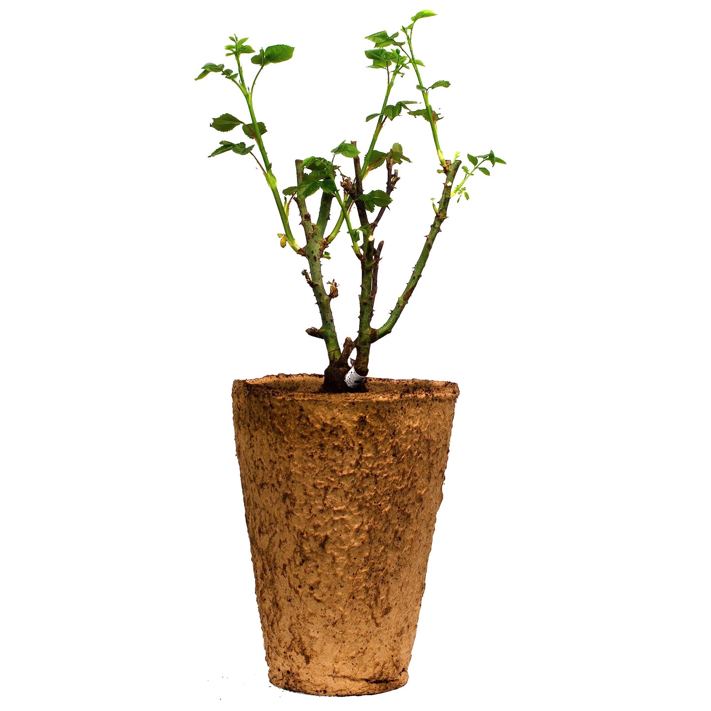 Summer Romance Rose Live Plant 1.5 Gallon Potted, Very Fragrant Pink Flowers, Own Root Floribunda, Stargazer Perennials