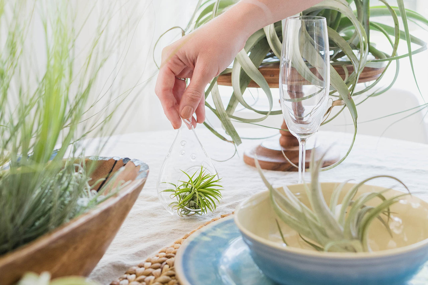 Air Plants The Inca Collection - Live Succulent House Plants - Available in Wholesale and Bulk - Home and Garden Decor - Easy Care Indoor/Outdoor Air Plant (Pack of 6)