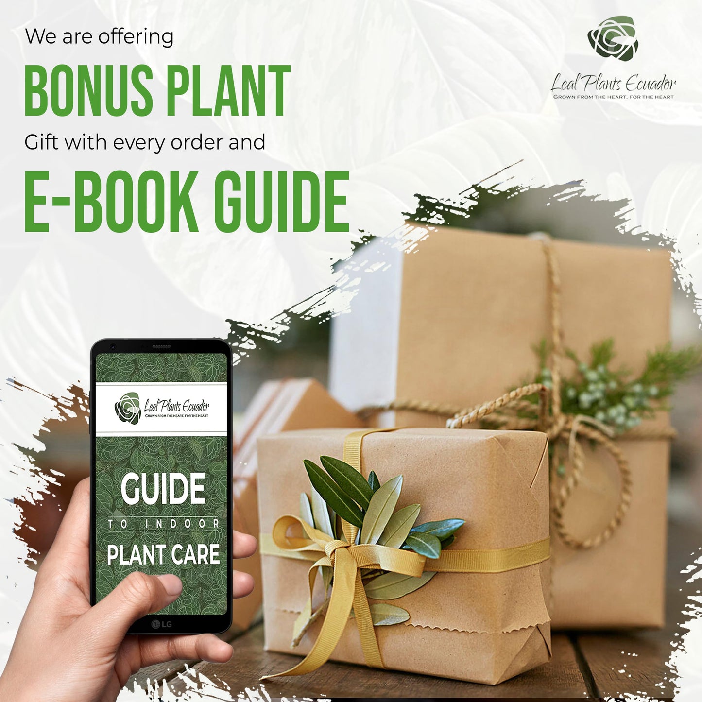 LEAL PLANTS ECUADOR Philodendron Gloriosum Zebra (Pack of 2)| Exotic Live Green Houseplant with Striking Foliage |Low Maintenance Air Purifying Elephant Ear Plant