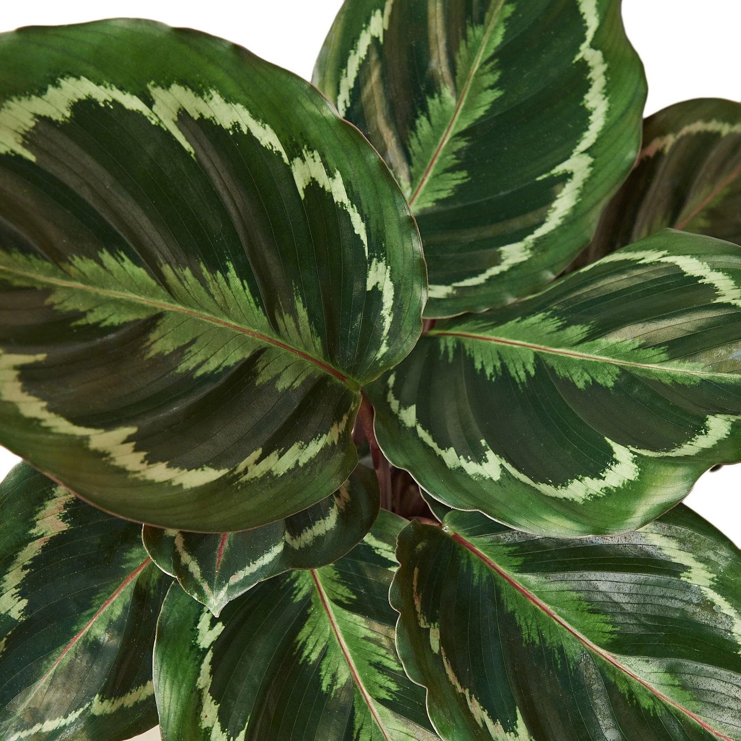 3 Pack Calathea Roseopicta 'Medallion' in 6in Pot - Live Plants Tropical Houseplants | Variegated | USA Growers | The Snobby Leaf