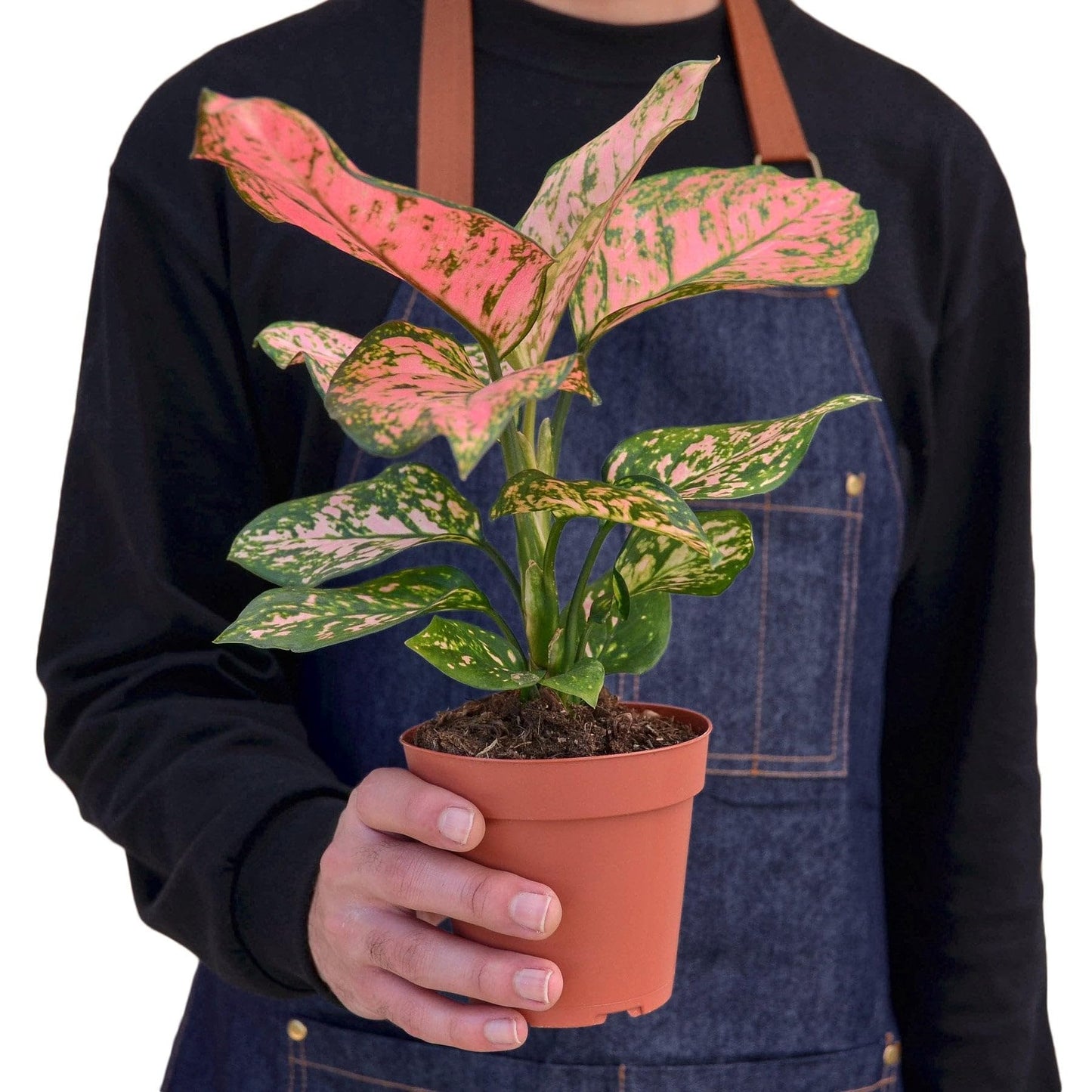 8 Pack Chinese Evergreen 'Lady Valentine' in 6in Pot - Live Plants Tropical Houseplants | Variegated | USA Growers | The Snobby Leaf