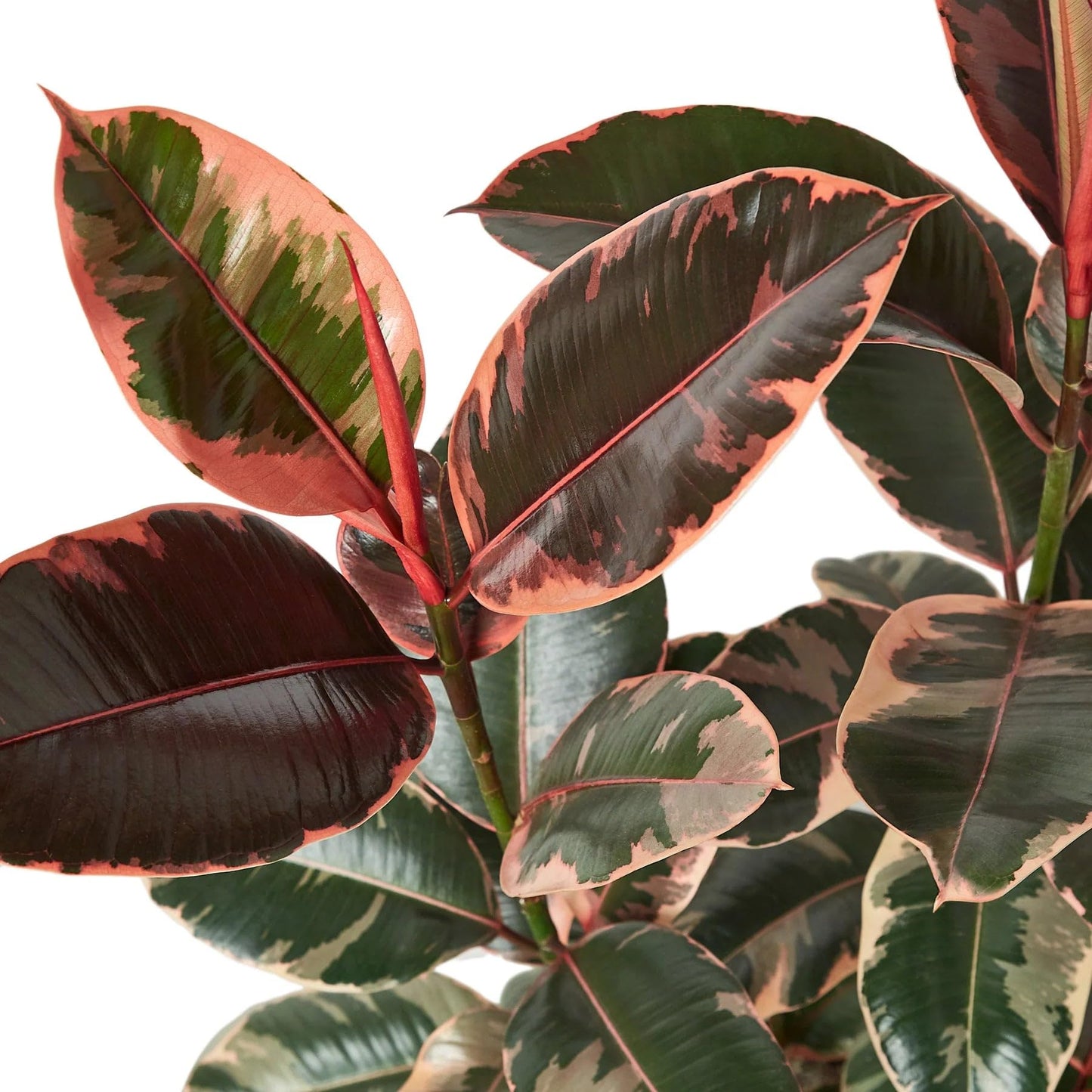 3 Pack Ficus Elastica 'Ruby Pink' in 6in Pot - Live Plants Tropical Houseplants | Variegated | USA Growers | The Snobby Leaf