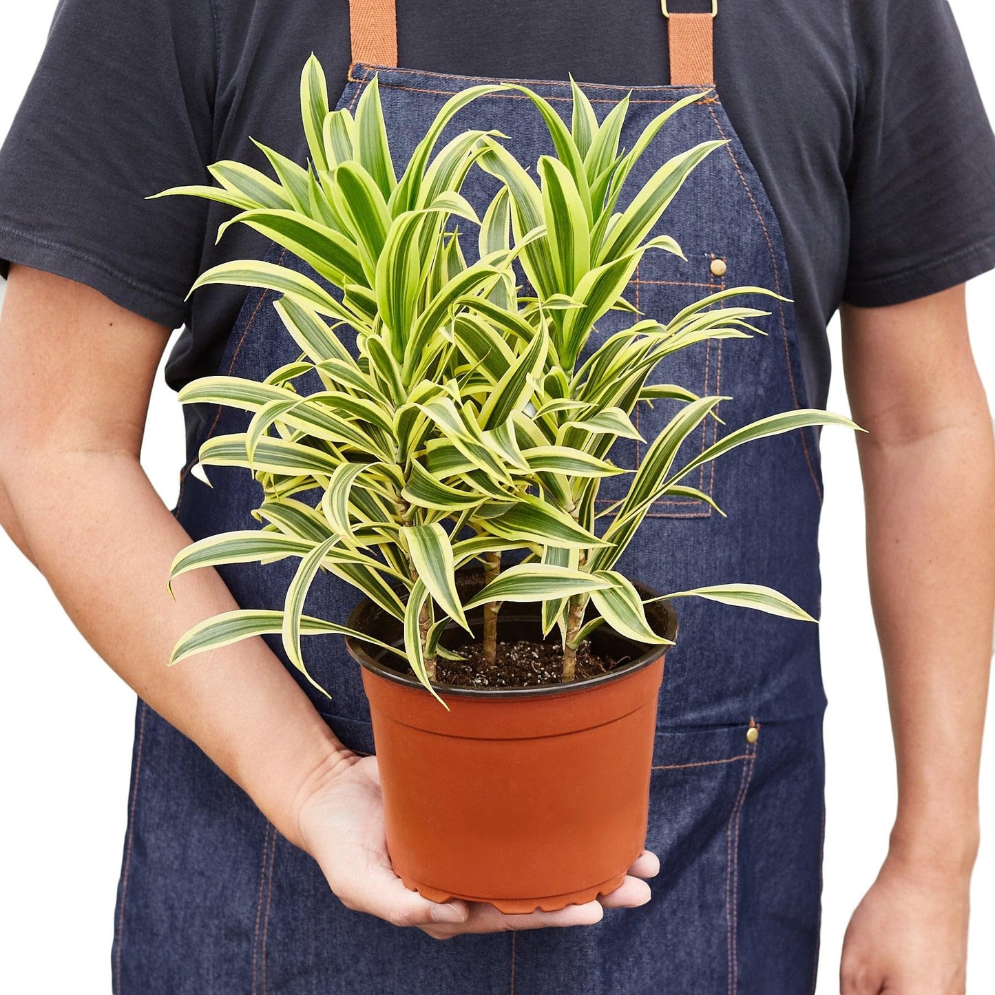 3 Pack Dracaena 'Song of India' in 6in Pot - Live Plants Tropical Houseplants | Variegated | USA Growers | The Snobby Leaf
