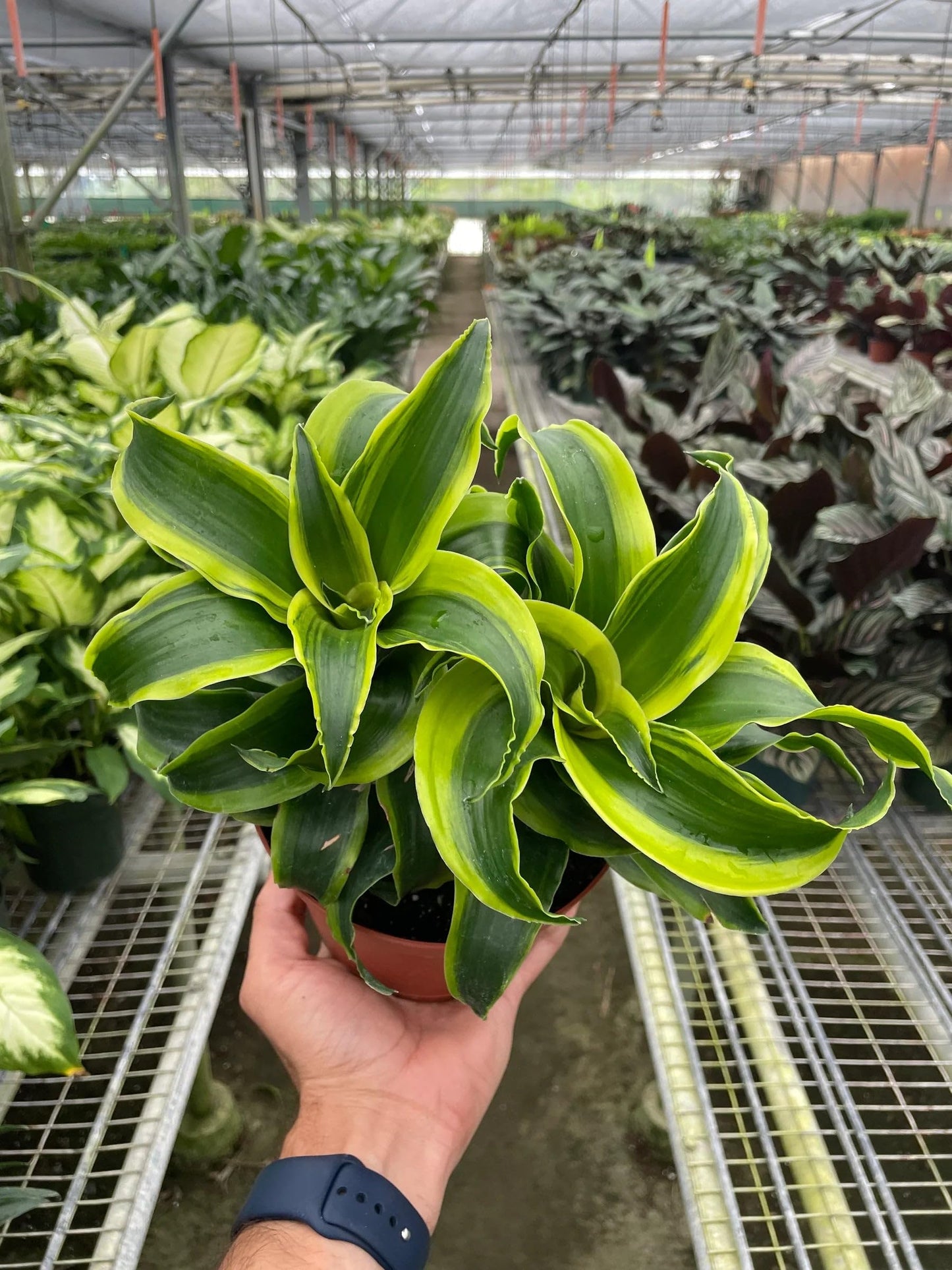 6 Pack Dracaena 'Tornado' in 4in Pot - Live Plants Tropical Houseplants | Variegated | USA Growers | The Snobby Leaf