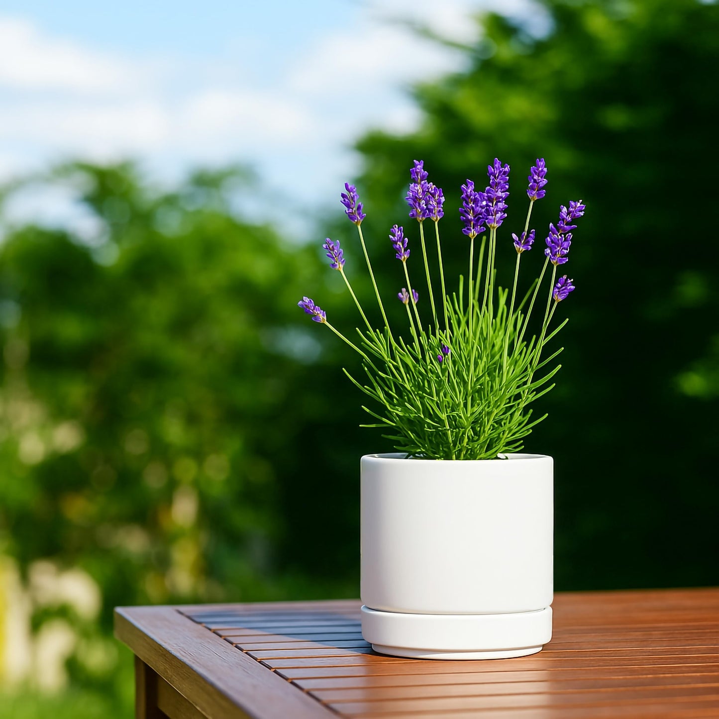 D'vine Dev Set of 4 Small Ceramic Plant Pots, 4.7 Inch Succulent Planter Pot for Plants with Drainage Hole and Saucer, White, 94-X-B-1