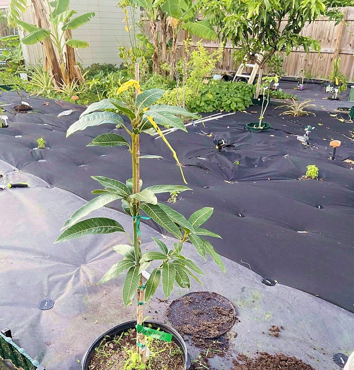 4 Inch 200 PCS Galvanized Landscape Staples with 200 PCS Gasket, Landscape Fabric Pins Stakes Lawn Ground Cover Graden Staples Spikes Weed Barrier Stakes