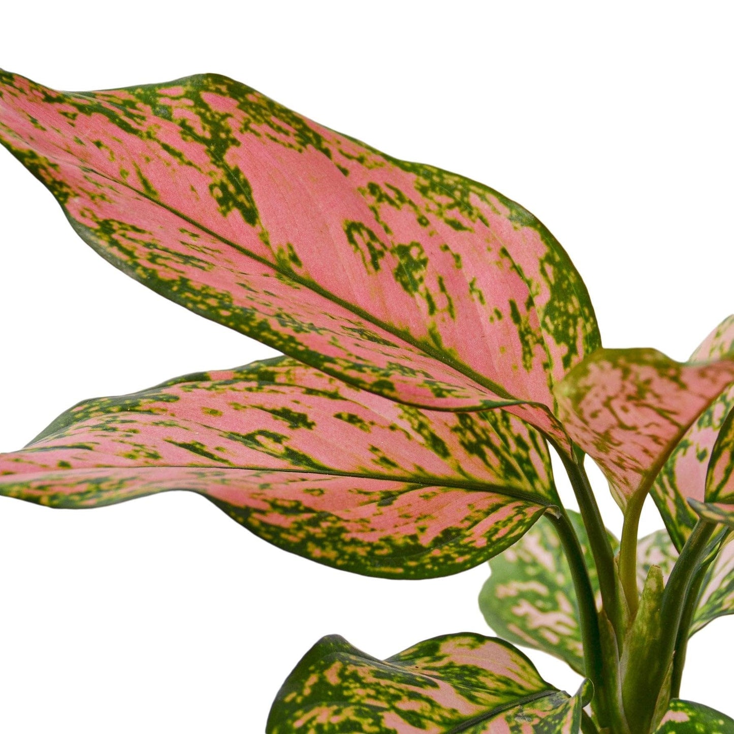 Chinese Evergreen 'Lady Valentine' in 4in Pot - Live Plants Tropical Houseplants | Variegated | USA Growers | The Snobby Leaf