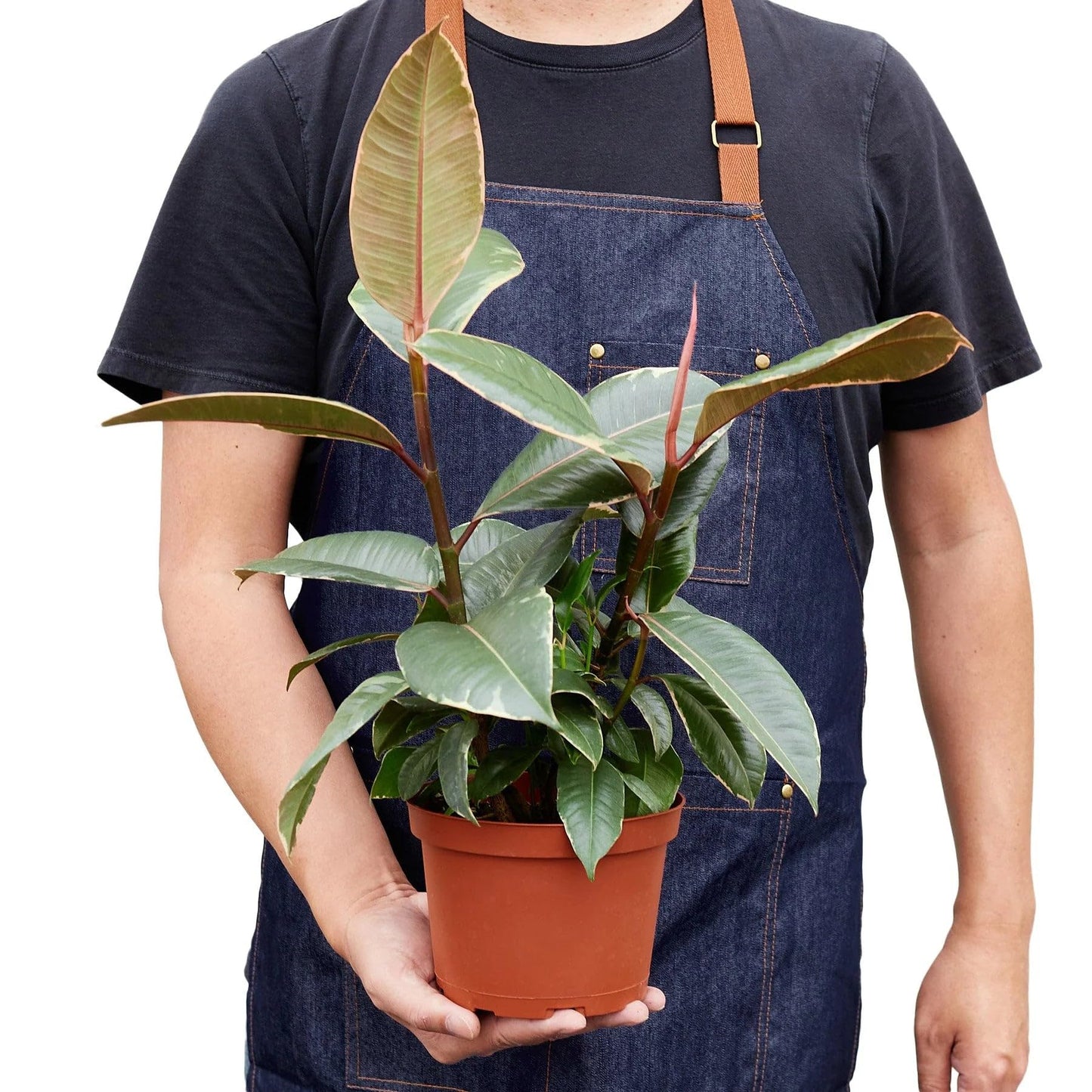 9 Pack Ficus Elastica 'Tineke' in 6in Pot - Live Plants Tropical Houseplants | Variegated | USA Growers | The Snobby Leaf